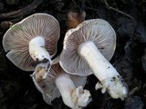 Hebeloma sacchariolens image