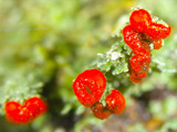 Cladonia didyma image