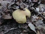 Phylloporus rhodoxanthus image