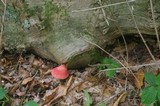 Fistulina hepatica image