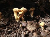 Cantharellus lateritius image