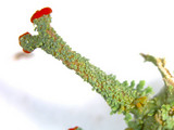 Cladonia didyma image