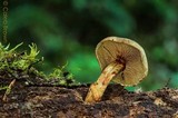 Gymnopilus punctifolius image