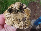 Scleroderma laeve image