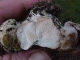 Scleroderma laeve image
