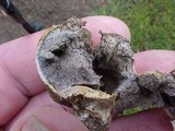 Scleroderma areolatum image