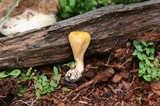 Clavariadelphus truncatus image