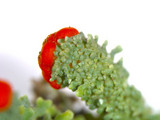 Cladonia didyma image