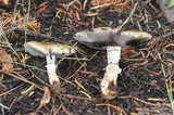 Stropharia hornemannii image