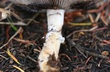 Stropharia hornemannii image