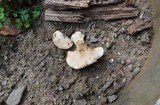 Tyromyces chioneus image
