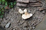 Tyromyces chioneus image