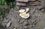 Tyromyces chioneus image