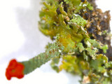 Cladonia didyma image