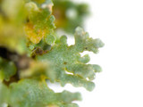 Cladonia didyma image