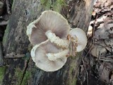 Pholiota squarrosoides image