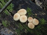 Pholiota squarrosoides image
