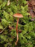 Laccaria bicolor image