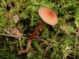 Laccaria bicolor image