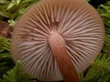 Laccaria bicolor image