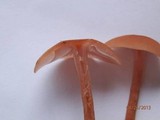 Laccaria bicolor image
