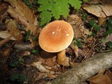 Gyroporus castaneus image