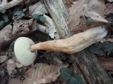Gyroporus castaneus image