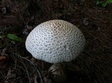 Amanita ravenelii image