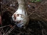 Amanita ravenelii image