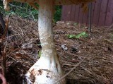 Amanita ravenelii image