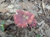 Hypomyces luteovirens image