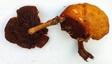 Gymnopilus luteus image