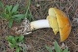 Amanita cochiseana image