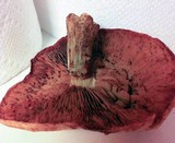 Gymnopilus luteus image