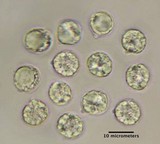 Amanita sect. Vaginatae image
