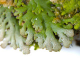 Anaptychia palmulata image