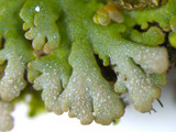 Anaptychia palmulata image