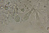 Amanita sect. Vaginatae image