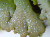 Anaptychia palmulata image