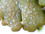 Anaptychia palmulata image