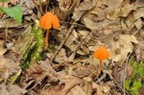 Entoloma quadratum image