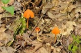 Entoloma quadratum image