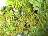 Anaptychia palmulata image
