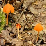 Entoloma quadratum image