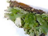 Anaptychia palmulata image