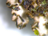 Anaptychia palmulata image