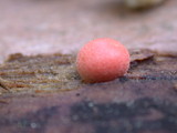 Lycogala epidendrum image