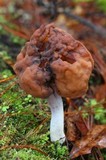 Gyromitra infula image