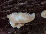Merulius tremellosus image