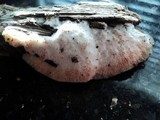 Merulius tremellosus image